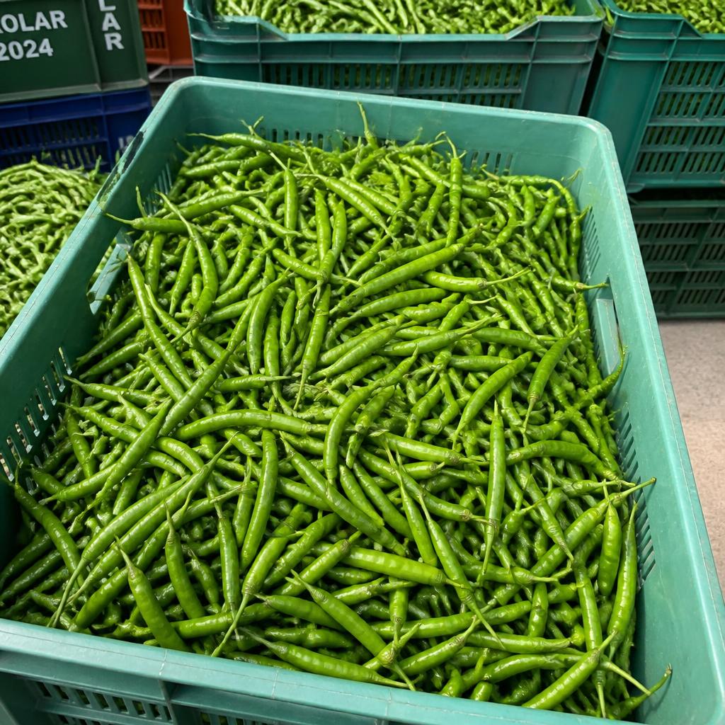 Fresh Indian green chillies sorted in crates for export